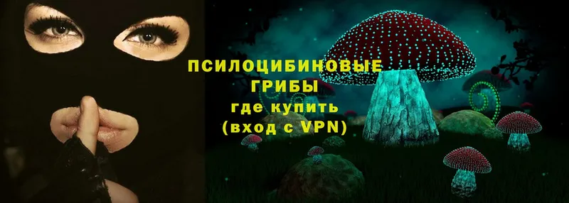 Псилоцибиновые грибы Psilocybe  Сыктывкар 